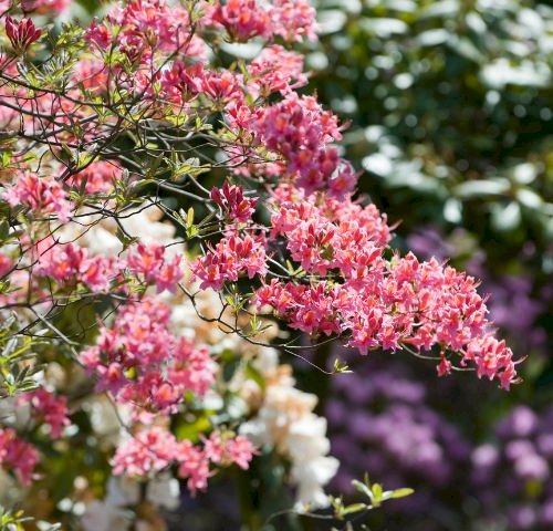 Rhododendron & Surbundsplanter